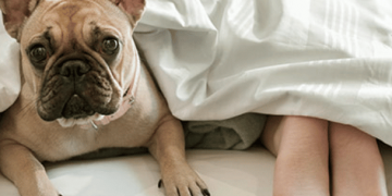 Schlafen mit Haustieren | Der Higher Sleep Council