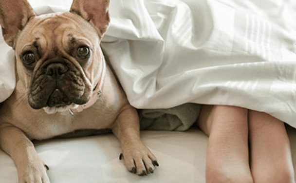 Schlafen mit Haustieren | Der Higher Sleep Council