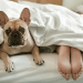 Schlafen mit Haustieren | Der Higher Sleep Council