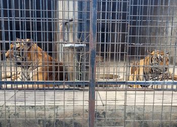 Dutzende Zootiger sterben in Vietnam, nachdem sie sich mit der Vogelgrippe infiziert haben