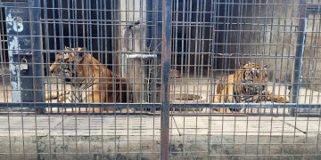 Dutzende Zootiger sterben in Vietnam, nachdem sie sich mit der Vogelgrippe infiziert haben