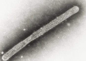 Zum ersten Mal wurde bei einem US-Schwein Vogelgrippe festgestellt