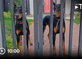 Verhaltensanalysen belegen den ROI bei der Betrugsbekämpfung