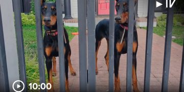 Verhaltensanalysen belegen den ROI bei der Betrugsbekämpfung