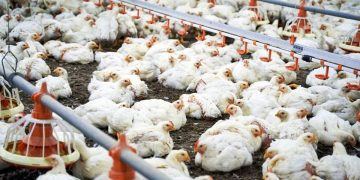 Was sind die Symptome der Vogelgrippe?