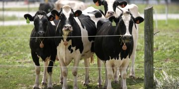 Der Ausbruch der Vogelgrippe H5N1 bei Rindern und die Infektion in Kanada beunruhigen Wissenschaftler: Schüsse