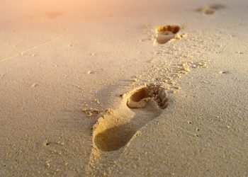 Wie groß ist der CO2-Fußabdruck Ihrer Lebensmittel?