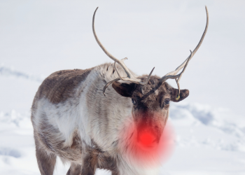 Ein neues Modell zur Bewertung des Betrugsrisikomanagements