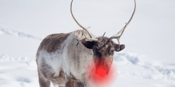 Ein neues Modell zur Bewertung des Betrugsrisikomanagements