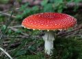 FDA ergreift Maßnahmen gegen Amanita muscaria in Lebensmitteln: Impfungen