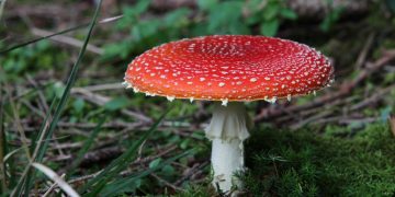 FDA ergreift Maßnahmen gegen Amanita muscaria in Lebensmitteln: Impfungen