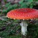 FDA ergreift Maßnahmen gegen Amanita muscaria in Lebensmitteln: Impfungen