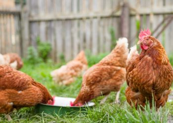 Bedeutet der erste Todesfall in den USA, dass die Vogelgrippe gefährlicher wird?