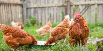 Bedeutet der erste Todesfall in den USA, dass die Vogelgrippe gefährlicher wird?