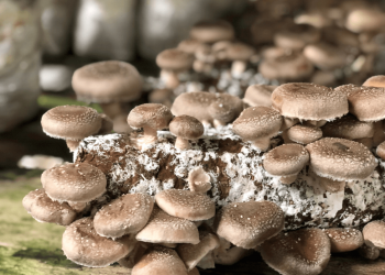 Wie man Pilze kocht + gesundheitliche Vorteile von Pilzen