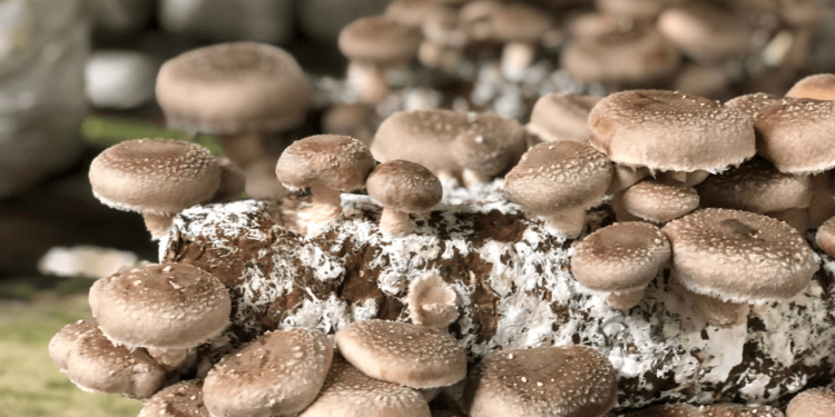 Wie man Pilze kocht + gesundheitliche Vorteile von Pilzen