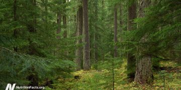 Waldbad, um die Immunität der Antikrebs zu fördern