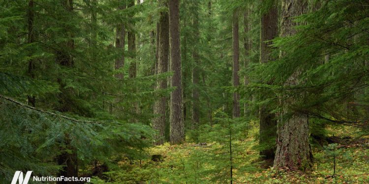 Waldbad, um die Immunität der Antikrebs zu fördern