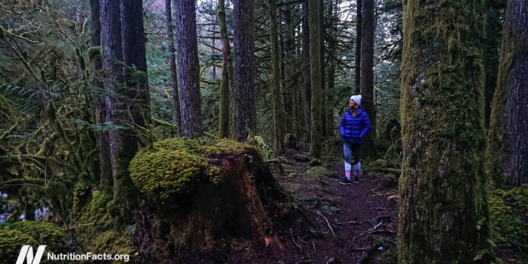Wie wird die natürliche Killerzellenfunktion durch Waldbad verstärkt?