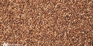 Ist Sorghum ein gesundes Getreide?
