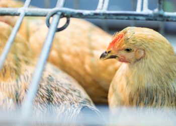 Vogelgrippe fordert New York auf, lebende Vogelmärkte zu schließen