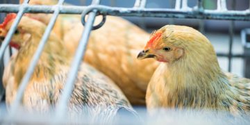 Vogelgrippe fordert New York auf, lebende Vogelmärkte zu schließen