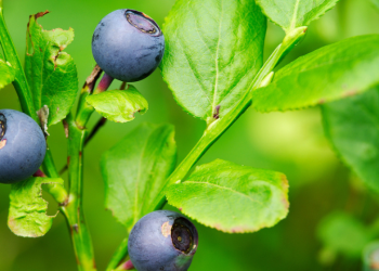 Die Vorteile von Bilberbeeren und was sie sind