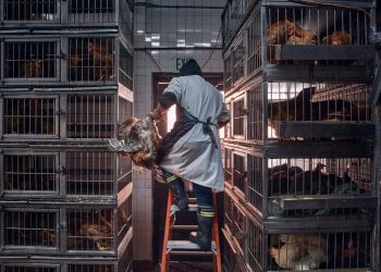 Vogelgrippe bestätigt bei Frau, die wahrscheinlich einer infizierten Herde ausgesetzt struggle