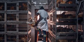 Vogelgrippe bestätigt bei Frau, die wahrscheinlich einer infizierten Herde ausgesetzt struggle