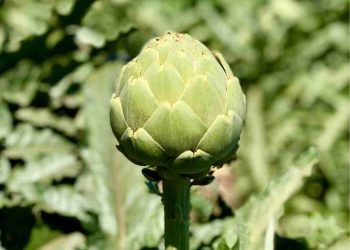 Was ist regenerative Landwirtschaft? – Sharon Palmer, die pflanzliche Ernährungsberaterin