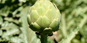 Was ist regenerative Landwirtschaft? – Sharon Palmer, die pflanzliche Ernährungsberaterin