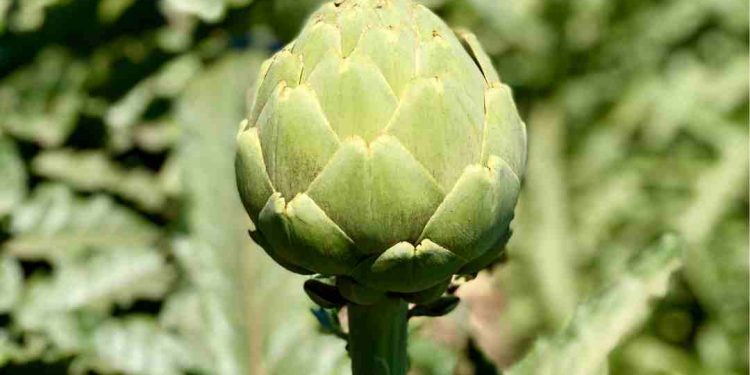 Was ist regenerative Landwirtschaft? – Sharon Palmer, die pflanzliche Ernährungsberaterin