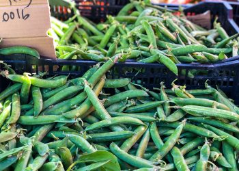 Wie man mit Erbsen kocht: einfache Rezepte und gesundheitliche Vorteile von Erbsen