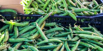 Wie man mit Erbsen kocht: einfache Rezepte und gesundheitliche Vorteile von Erbsen