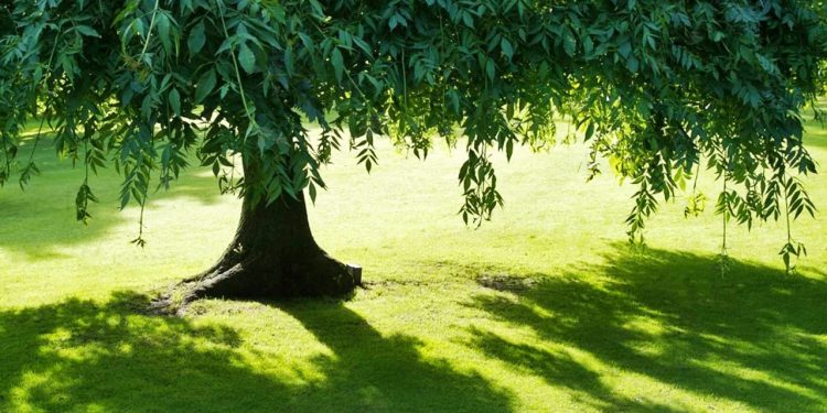 Hör auf, Schatten auf den Schatten zu werfen – normazager.com
