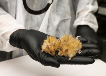 In der Hoffnung, Wollmammut wiederzubeleben, beginnen Wissenschaftler mit 'Wollmäusen': Aufnahmen