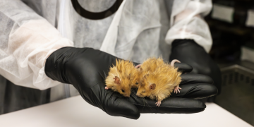 In der Hoffnung, Wollmammut wiederzubeleben, beginnen Wissenschaftler mit 'Wollmäusen': Aufnahmen