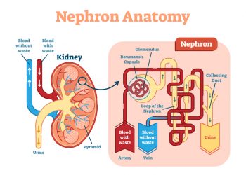 Verwaltung von ADPKD: Ernährungsstrategien für die Nierengesundheit