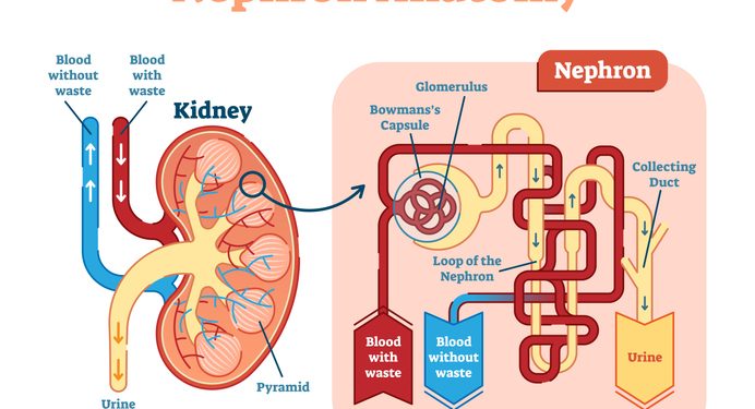 Verwaltung von ADPKD: Ernährungsstrategien für die Nierengesundheit