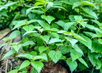 Wie man mit stechendem Brennnessel kocht