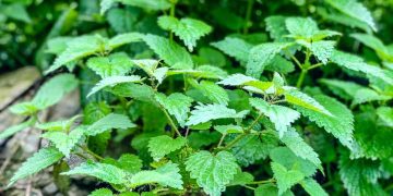 Wie man mit stechendem Brennnessel kocht