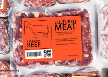 Lebensmittelsicherheit und kultiviertes Fleisch