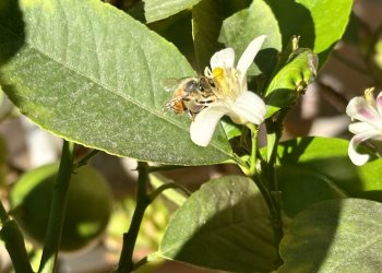 Warum wir Bestäuber in unserem Lebensmittelsystem brauchen