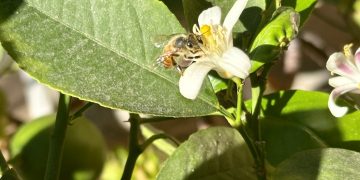 Warum wir Bestäuber in unserem Lebensmittelsystem brauchen