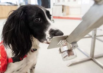 Spotitearly startet in uns mit 20,3 Mio. USD, um Krebs mit AI und Hunden zu erkennen