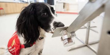 Spotitearly startet in uns mit 20,3 Mio. USD, um Krebs mit AI und Hunden zu erkennen