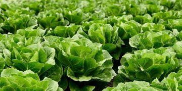 6 Möglichkeiten, mit Ihrer Ernährung Wasser zu erhalten