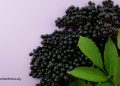 Was ist mit Elderberry, Echinacea und Preiselbeeren für Erkältungen und Grippe?