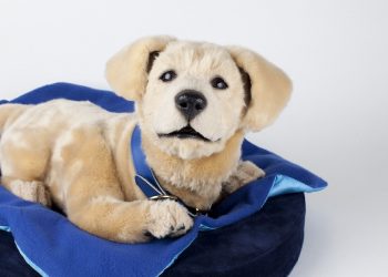 Tombot sichert 6,1 Millionen US -Greenback für Roboter -Haustier