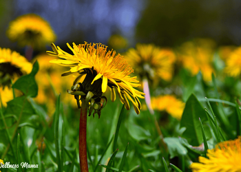 7 Kräutermittel im Hinterhof, um sich selbst zu ernten